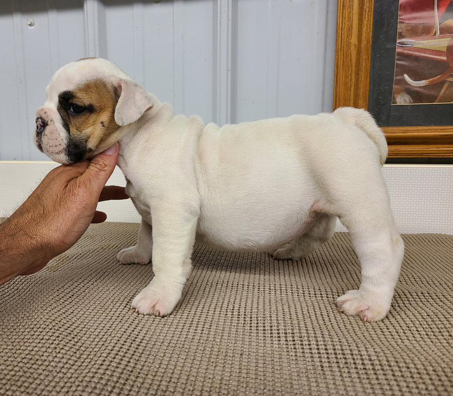 English bulldog puppy